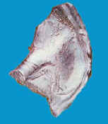Dysprosium - Dy