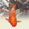 Koi karper